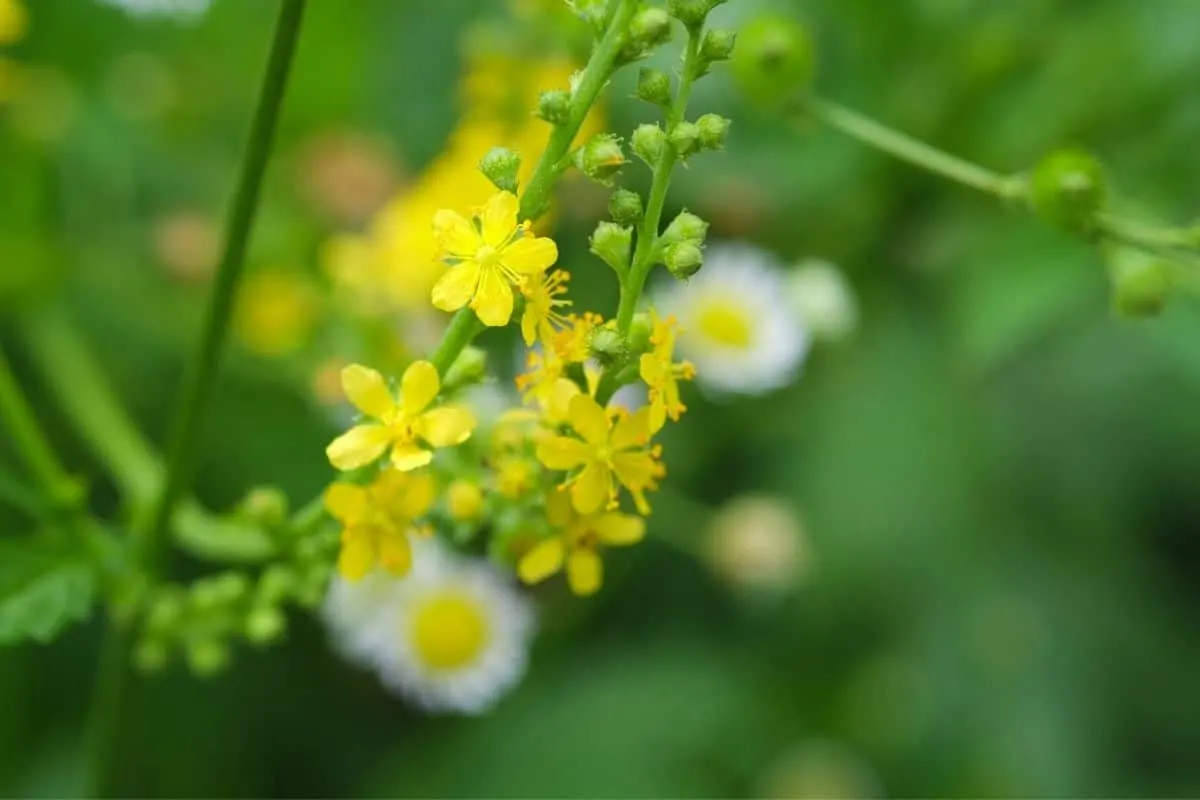 agrimonia parviflora flowers