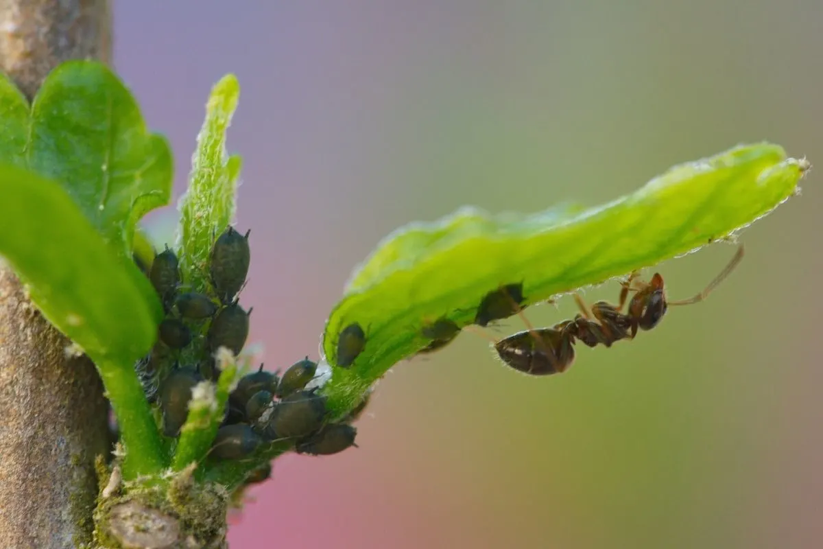 ant and aphids on a leaf