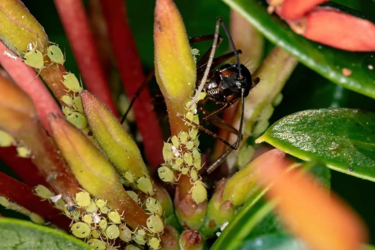 ant on an aphid infested plant