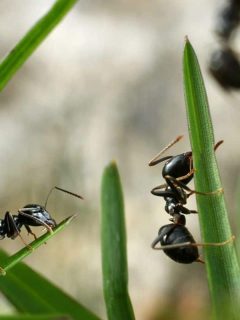ants in the garden