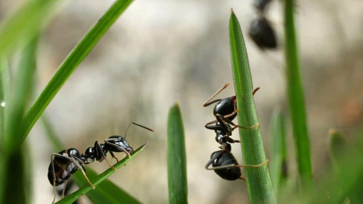 How to Get Rid of Ants in the Garden – 4 Easy Tips
