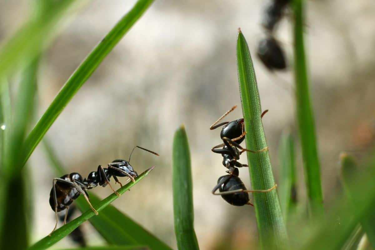 ants in the garden