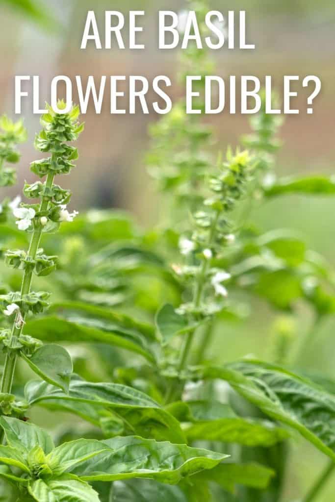 Are Basil Flowers Edible? 10 Delicious Ways To Use Them
