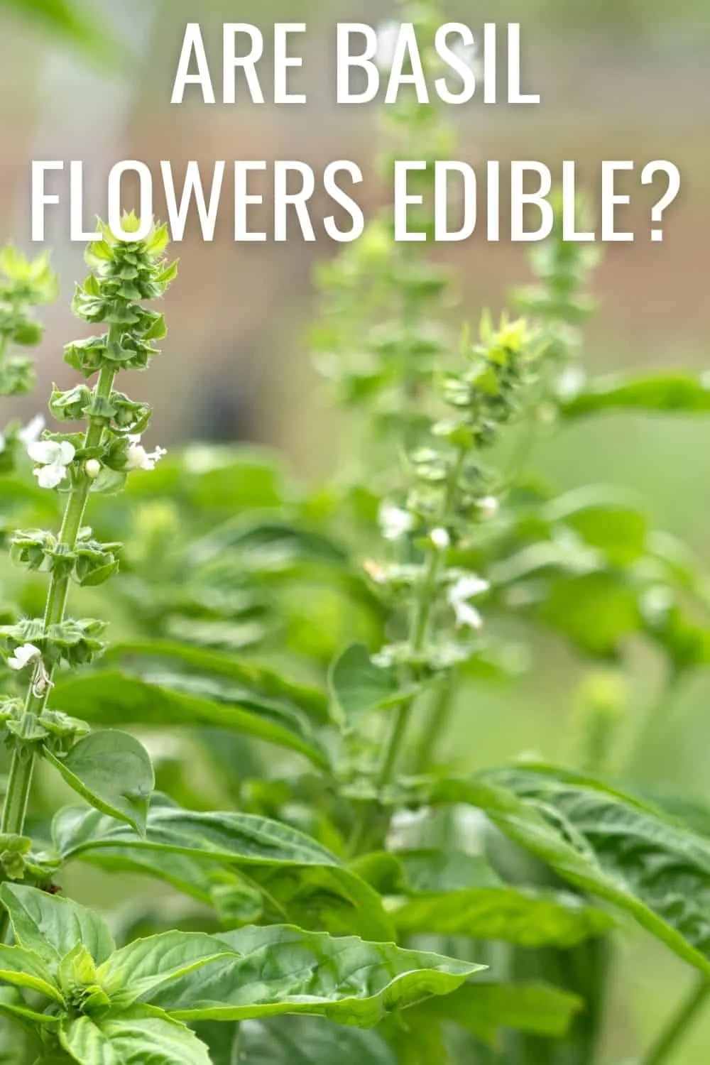 Are basil flowers edible? 