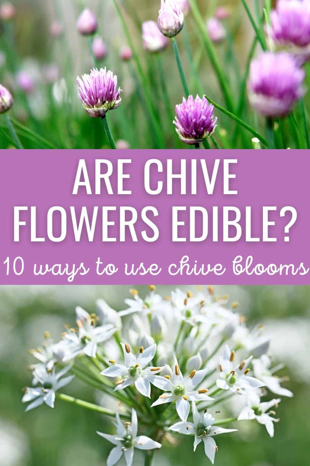 Are chive flowers edible? 