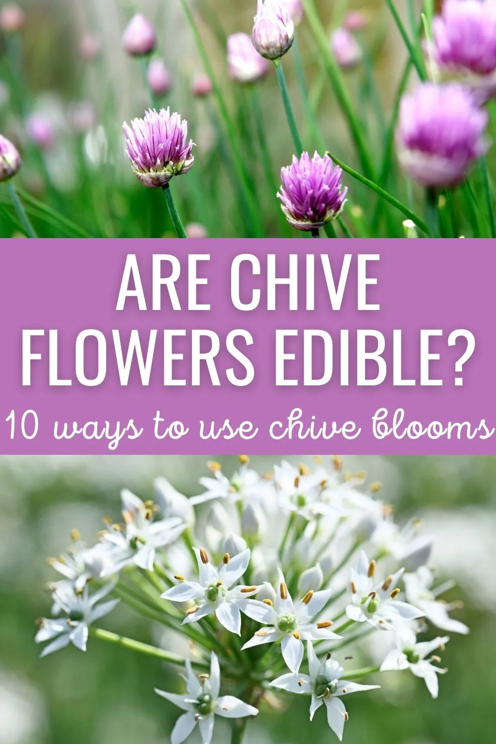 Are chive flowers edible?