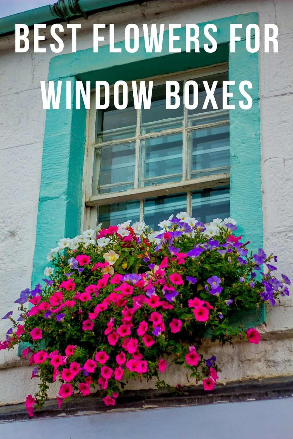 Best flowers for window boxes