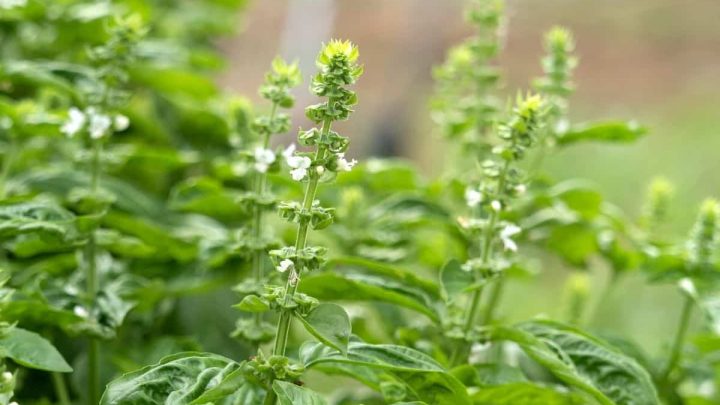 Are Basil Flowers Edible? 10 Delicious Ways To Use Them