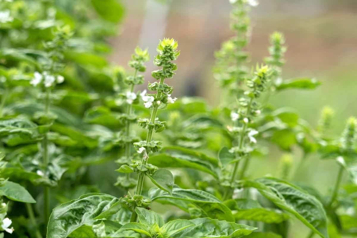 blooming basil