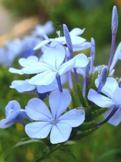 blue phlox flowers