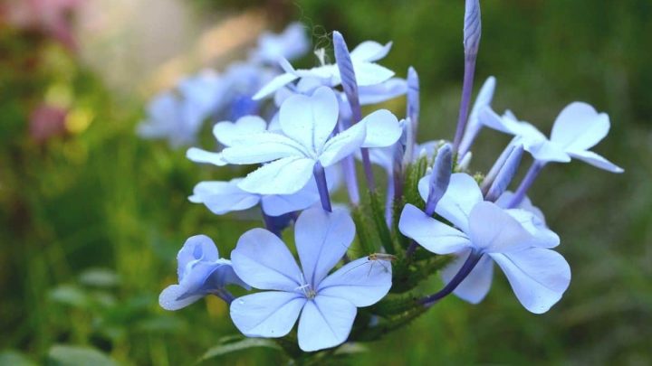 Nebraska Native Plants List: 18 Stunning Flowers for Your Garden