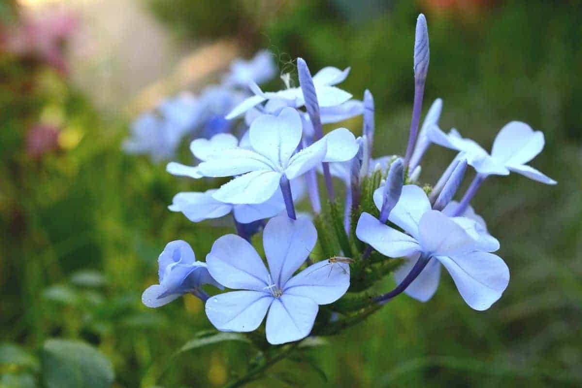 blue phlox flowers