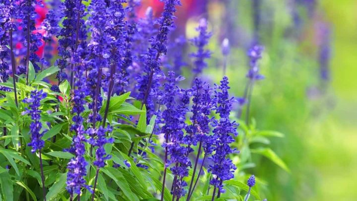 Missouri Native Plants List: 15 Amazing Wildflowers