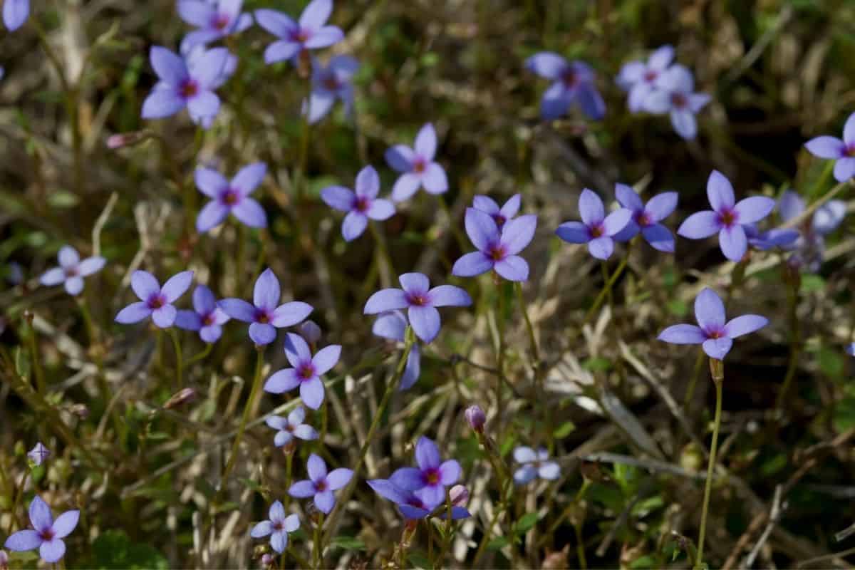 bluets flowers