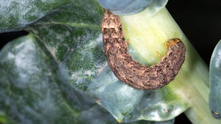 How to Get Rid of Cutworms in the Garden – 4 Easy Ways To Keep Them Away