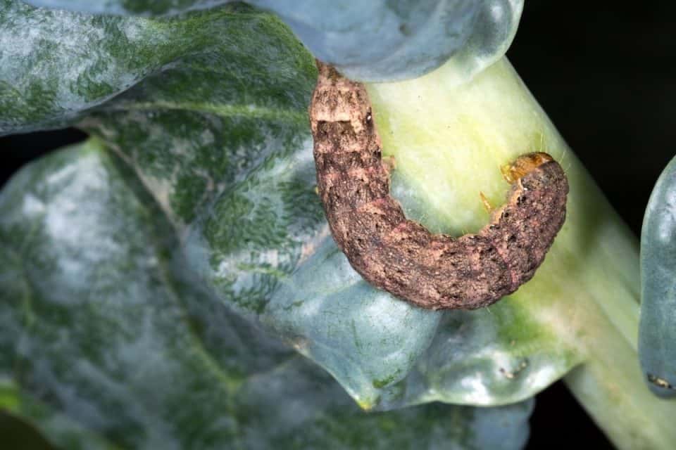 How To Get Rid Of Cutworms In The Garden 4 Easy Ways To Keep Them Away