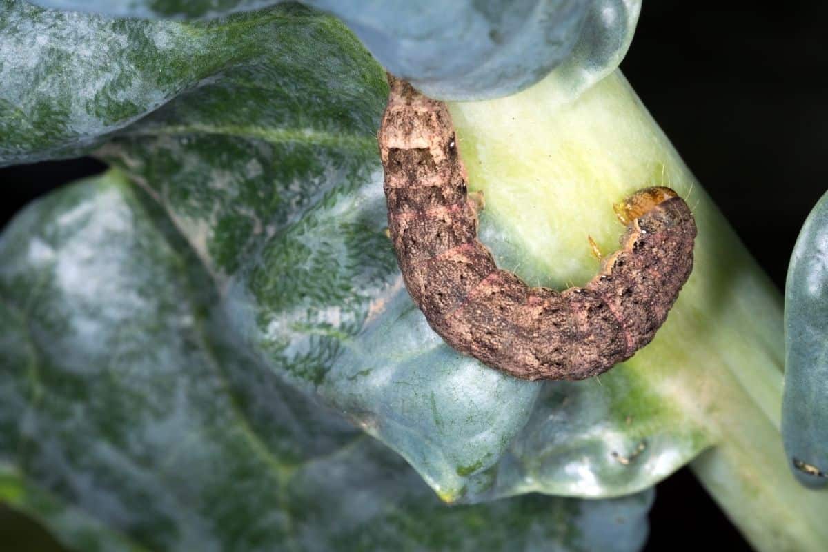 brown cutworm