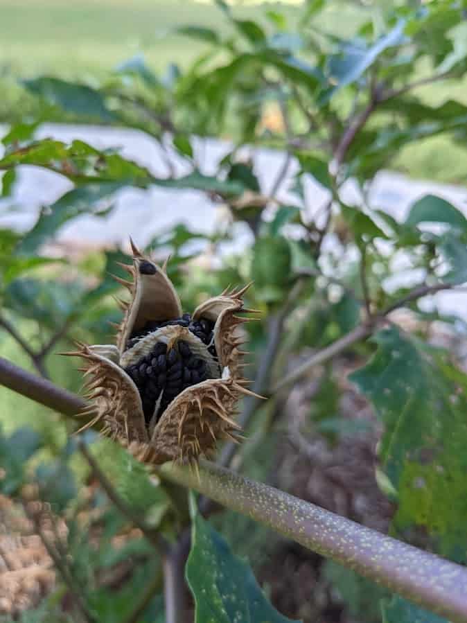 dried jimsonweed seedpod that burst open