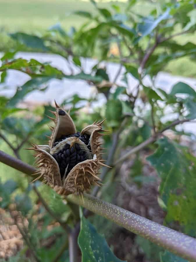 dried jimsonweed seedpod that burst open