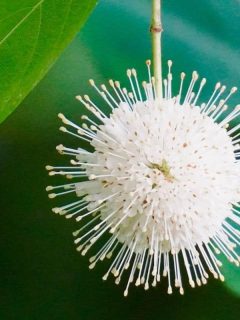 buttonbush flower