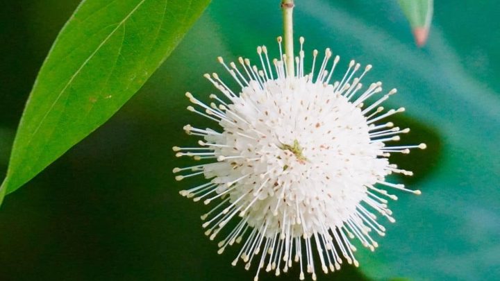 Michigan Native Plants List: 14 Amazing Landscaping Choices