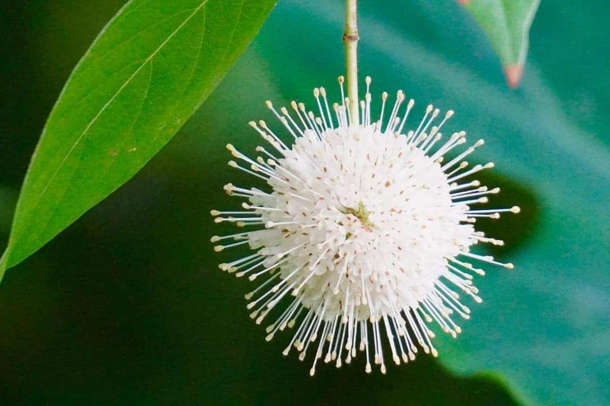 buttonbush flower