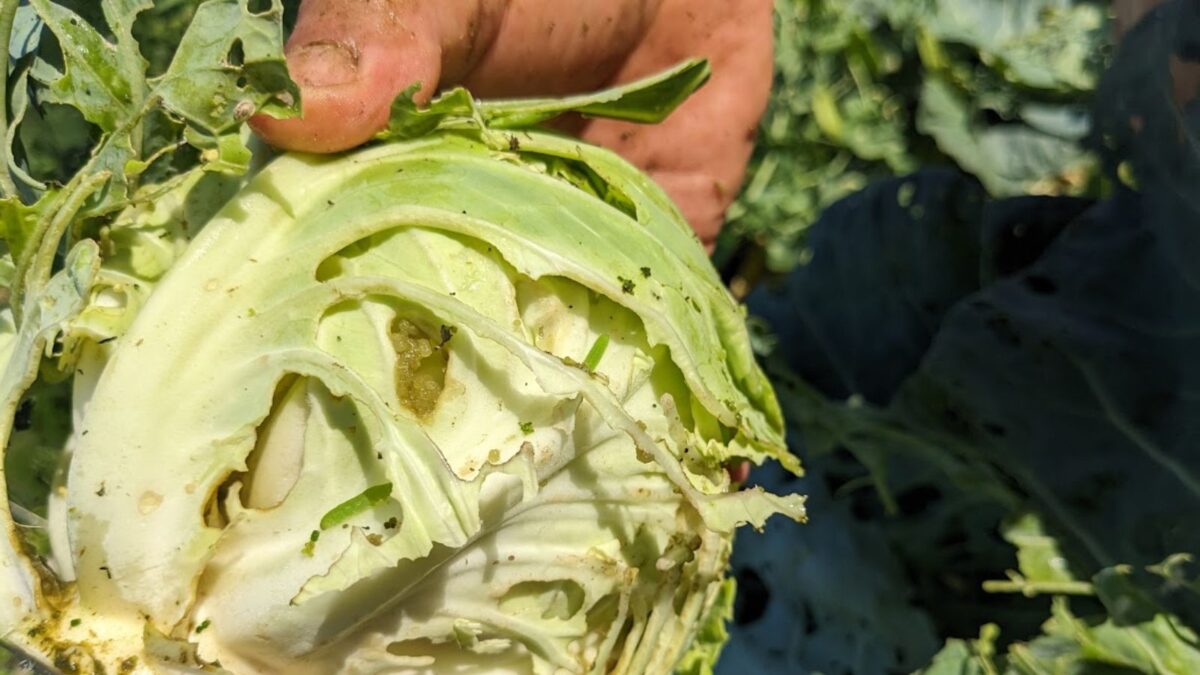 cabbage damaged by worms.