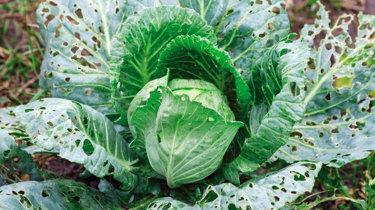 A cabbage with leaves shredded by worms and slugs.