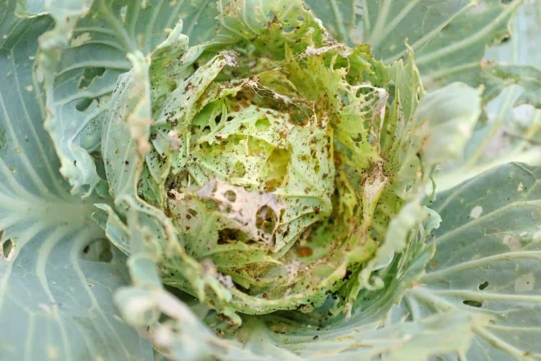 How To Get Rid Of Cabbage Worms In The Garden [6 Natural Ways]