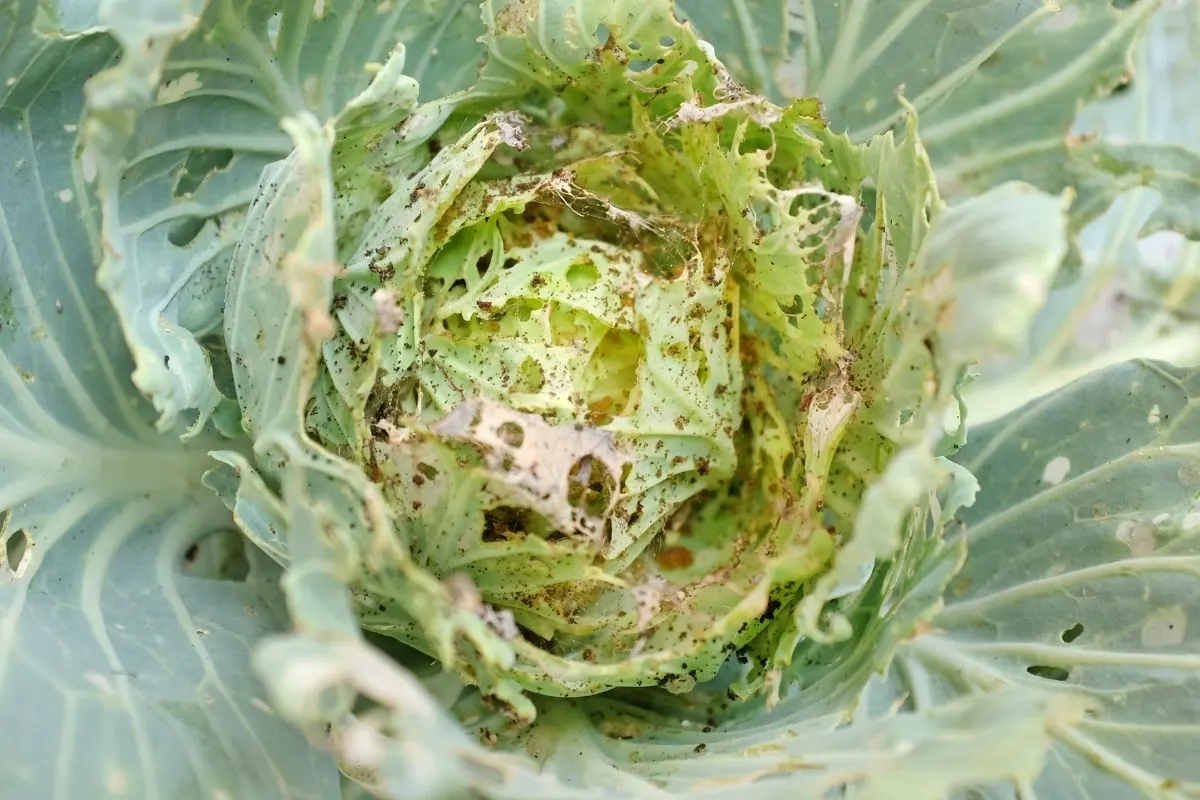cabbage worms damage