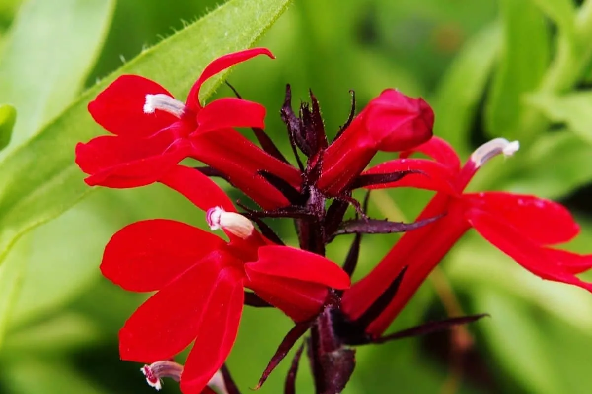 cardinal flowers