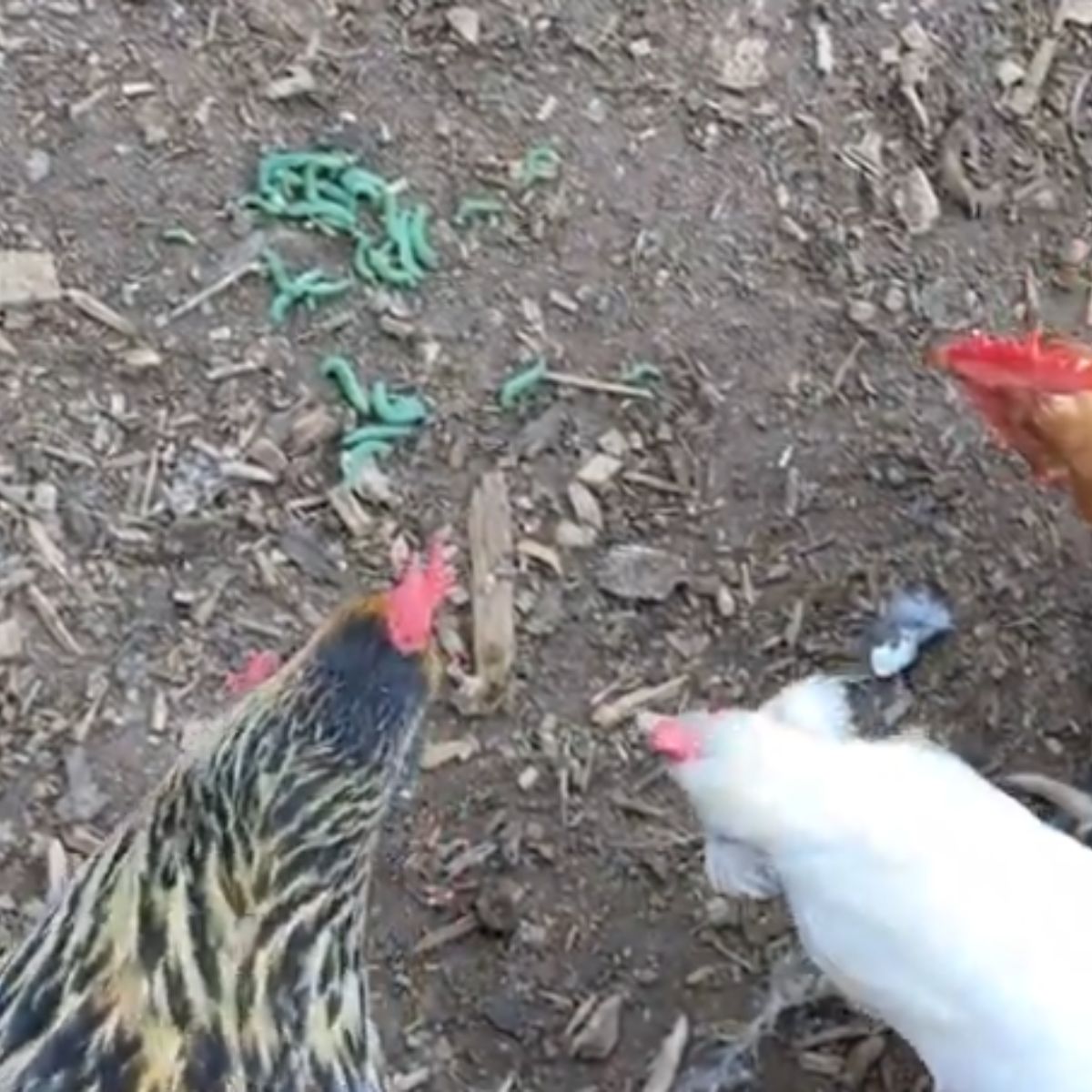 chickens eating cabbage worms.