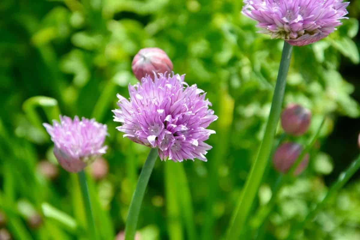 purple onion chive flowers