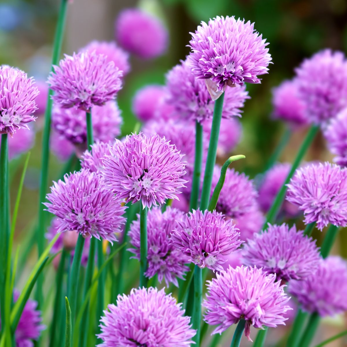 flowering chives.