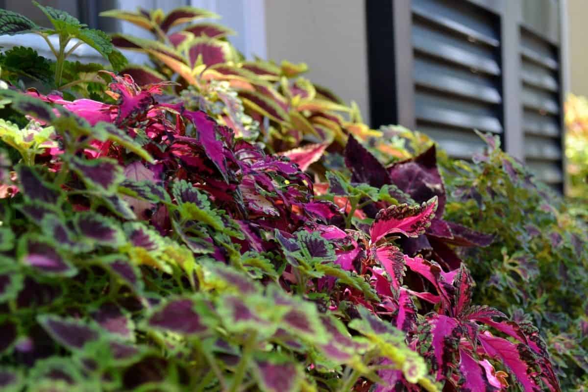 coleus in window box