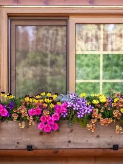 window box with colorful flowers