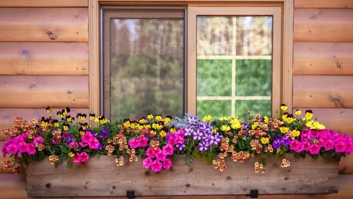 What Are The Best Flowers For Window Boxes?