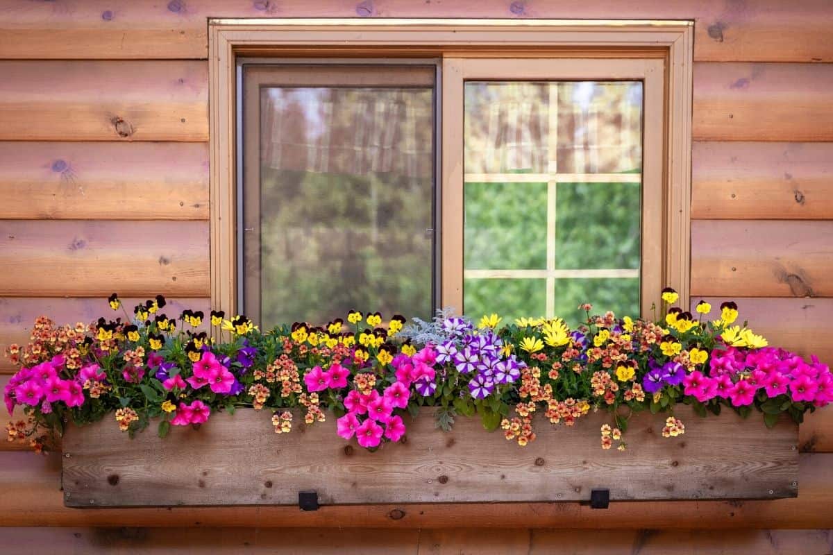 window box with colorful flowers