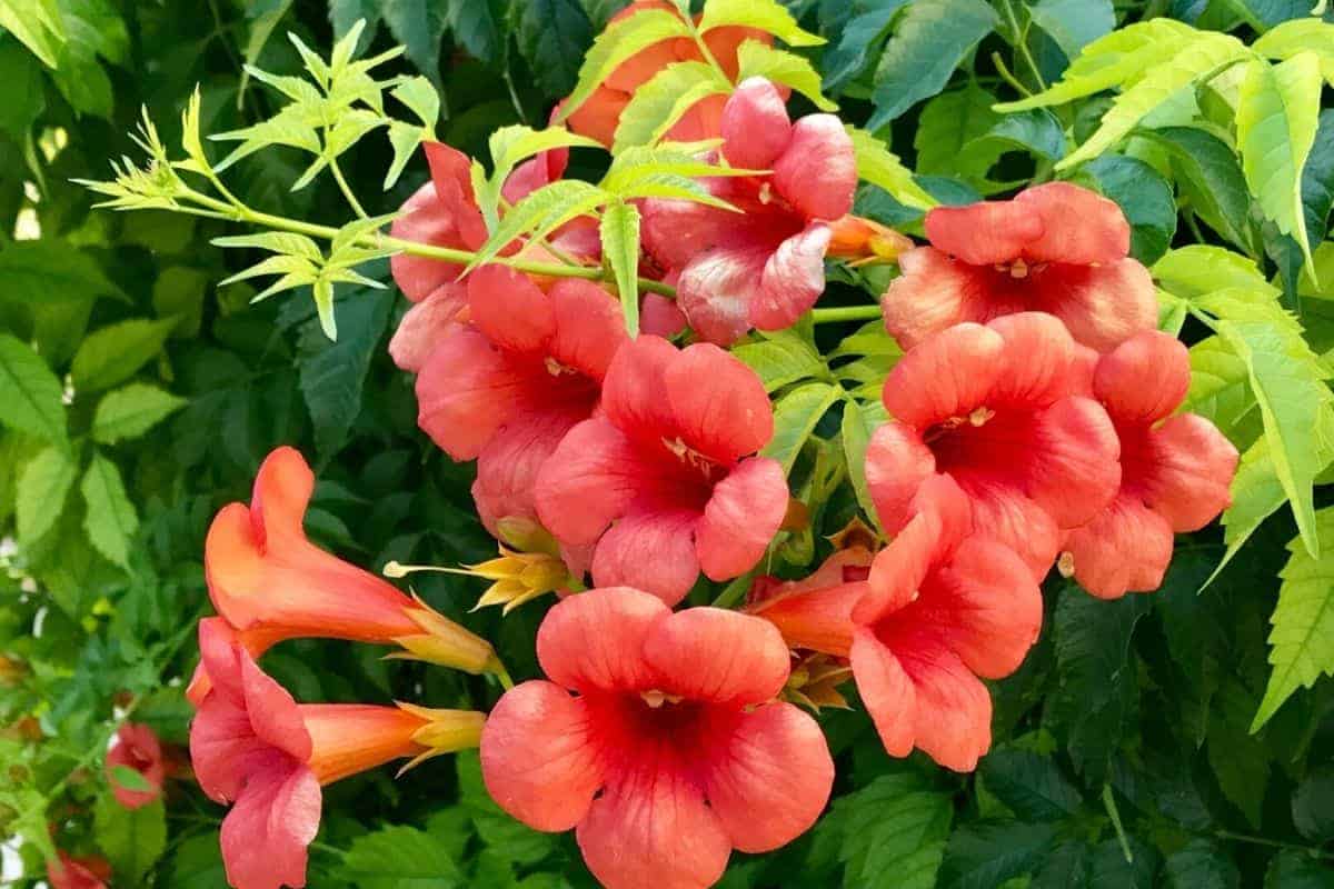 crossvine flowers