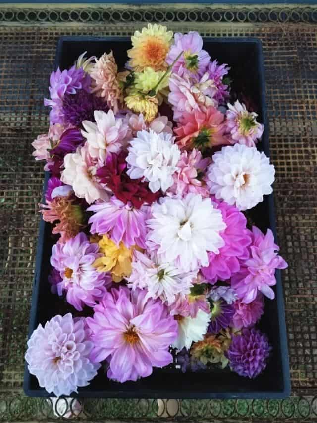 dahlias