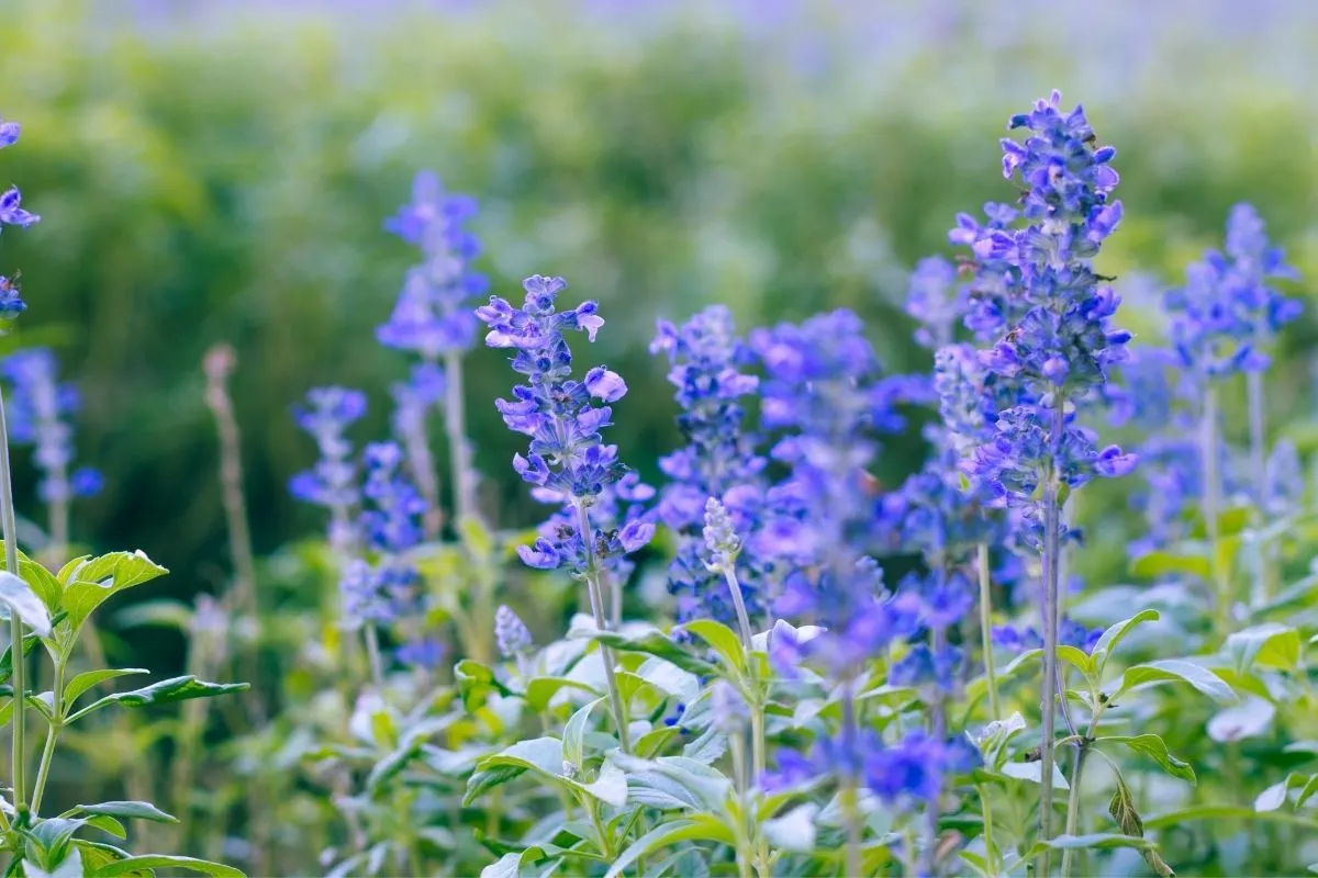 dessert purple sage