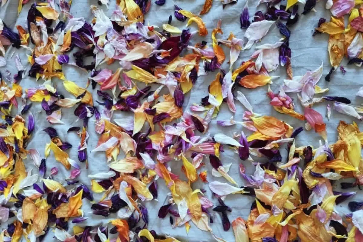 dried flower petals