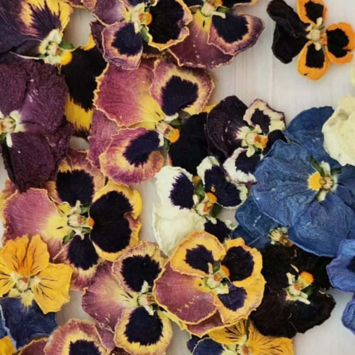 Dried viola flowers.