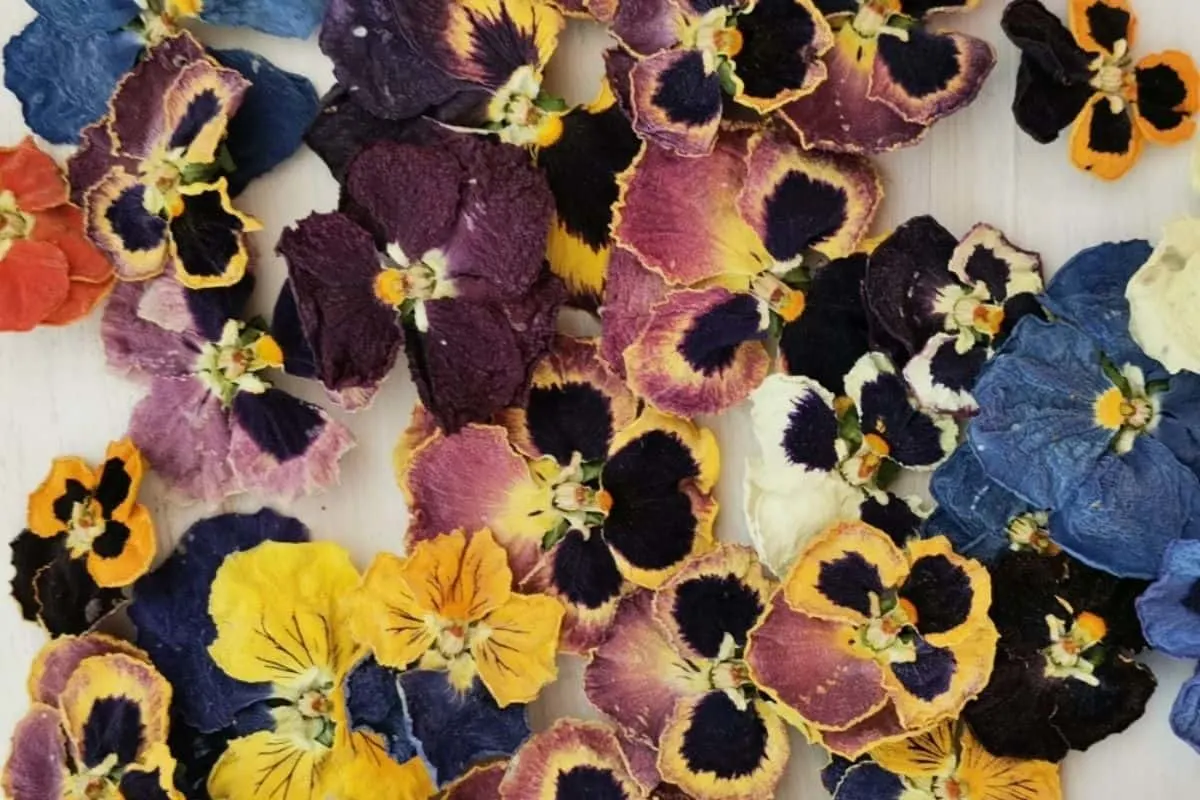 dried viola flowers