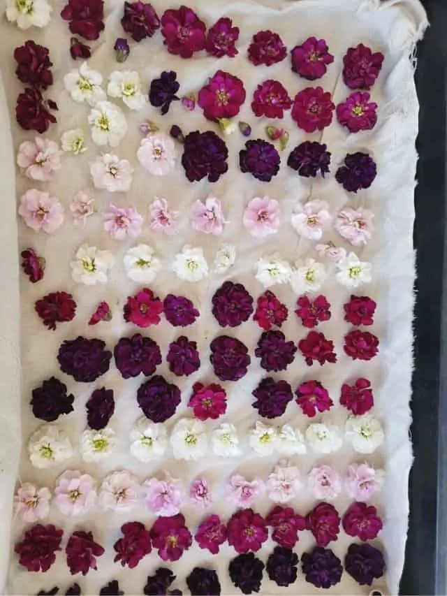 flowers laid out to dry