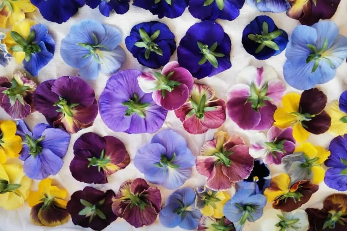 drying pansies