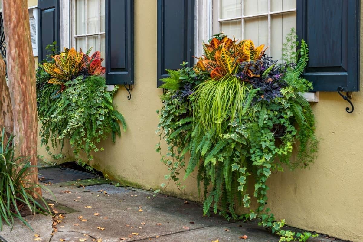 fall window boxes