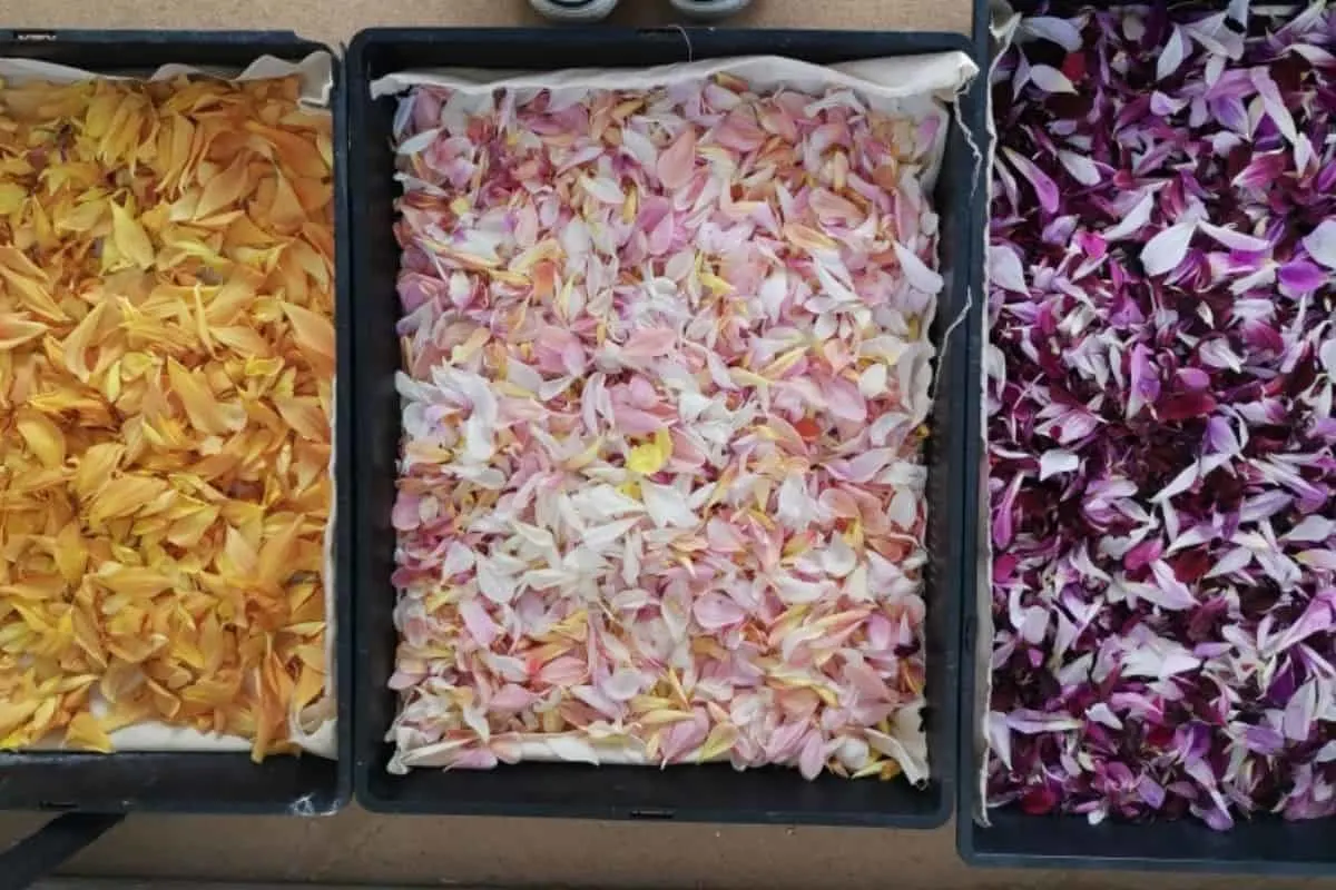 flower petals ready to dry