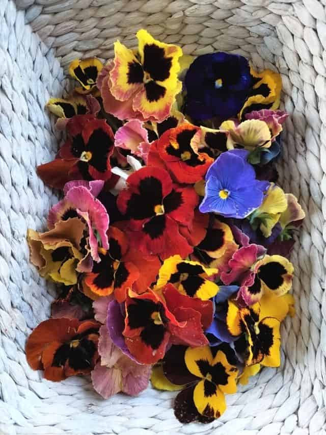 freshly picked pansies