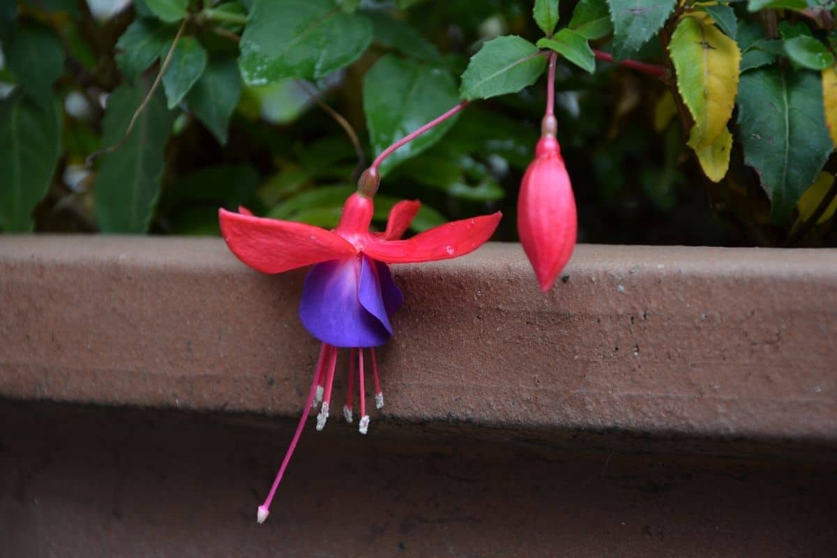 fuchsia flowers hanging from a window box